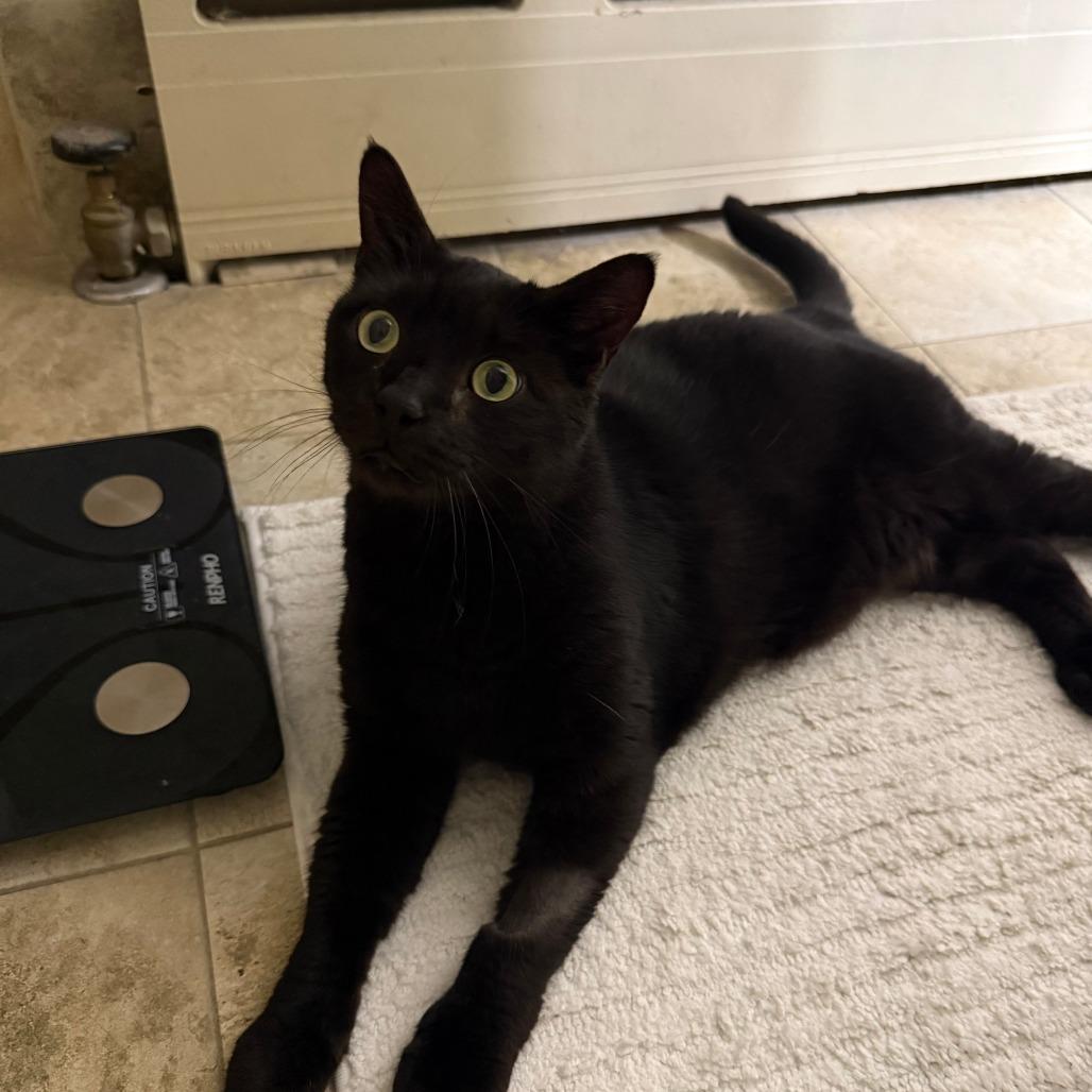 Coco-In foster