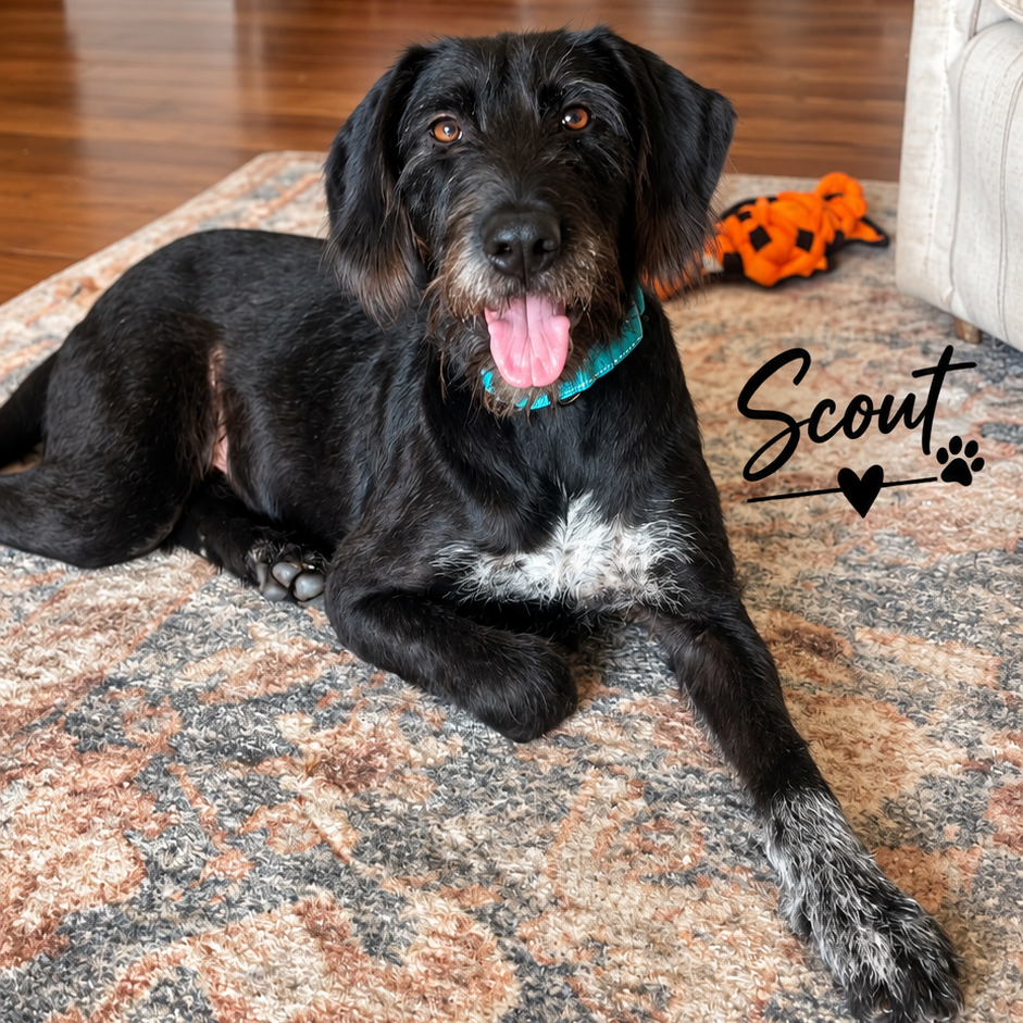 Scout