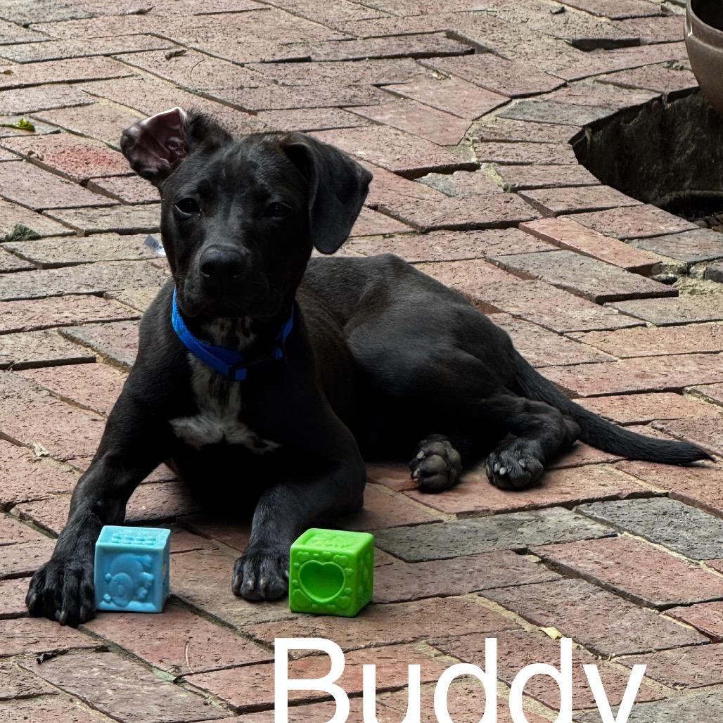 Buddy