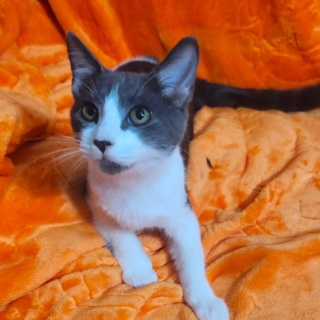 Storm (Stormy) Cloud-AR