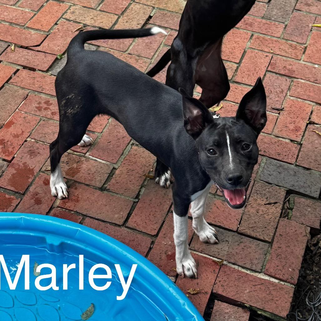 Marley