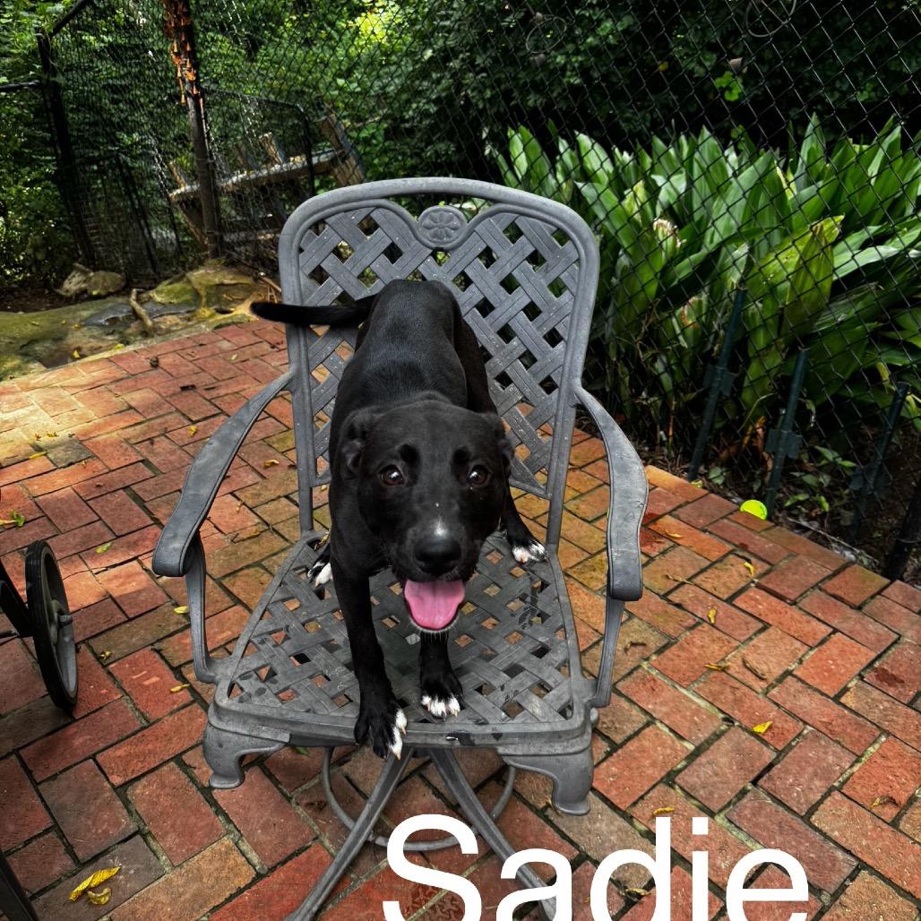 Sadie