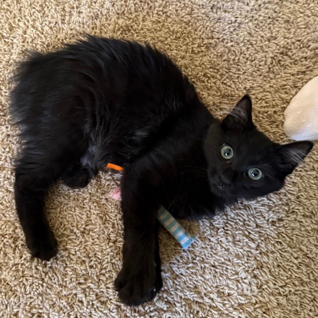 Jynx