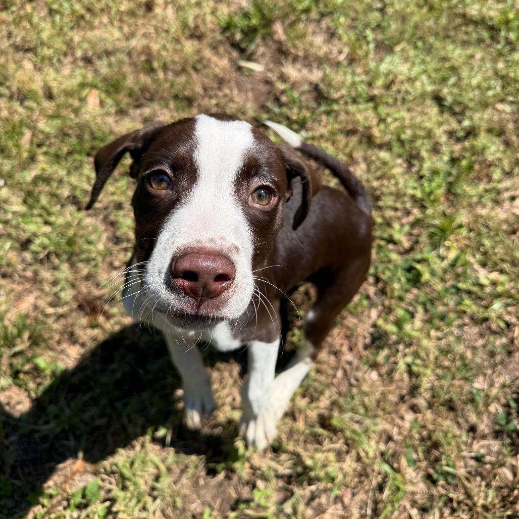 Banjo 