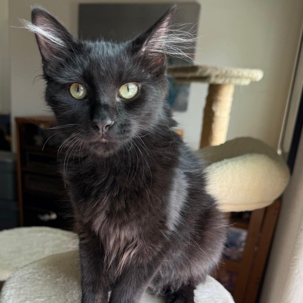 Onyx