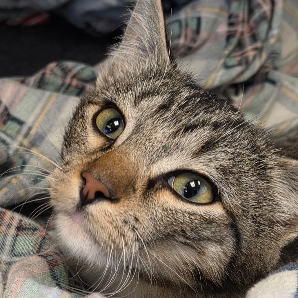 Ari
