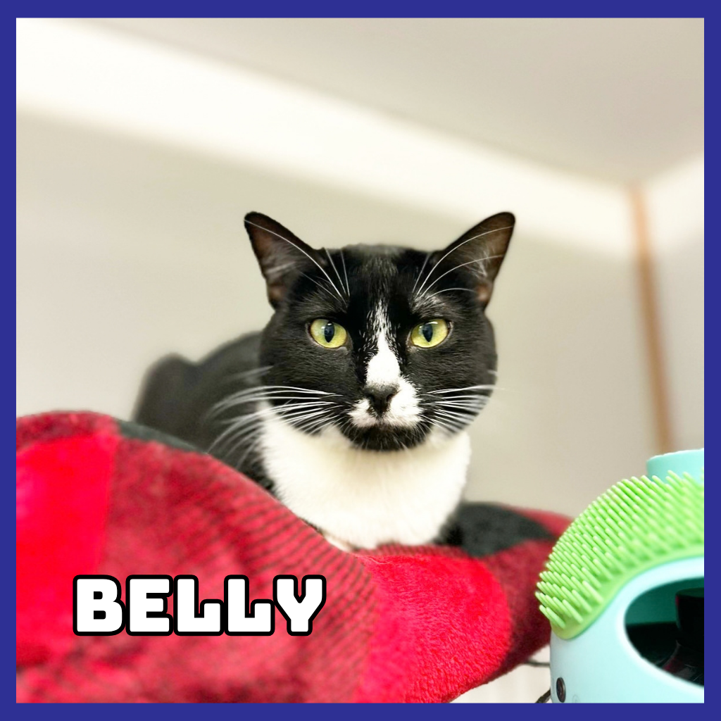 Belly
