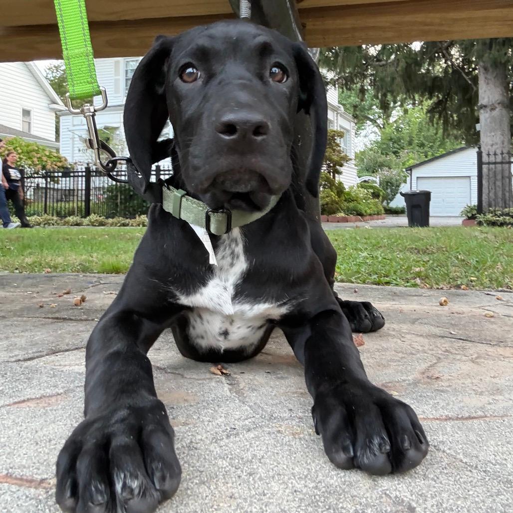 Benelli aka Onyx