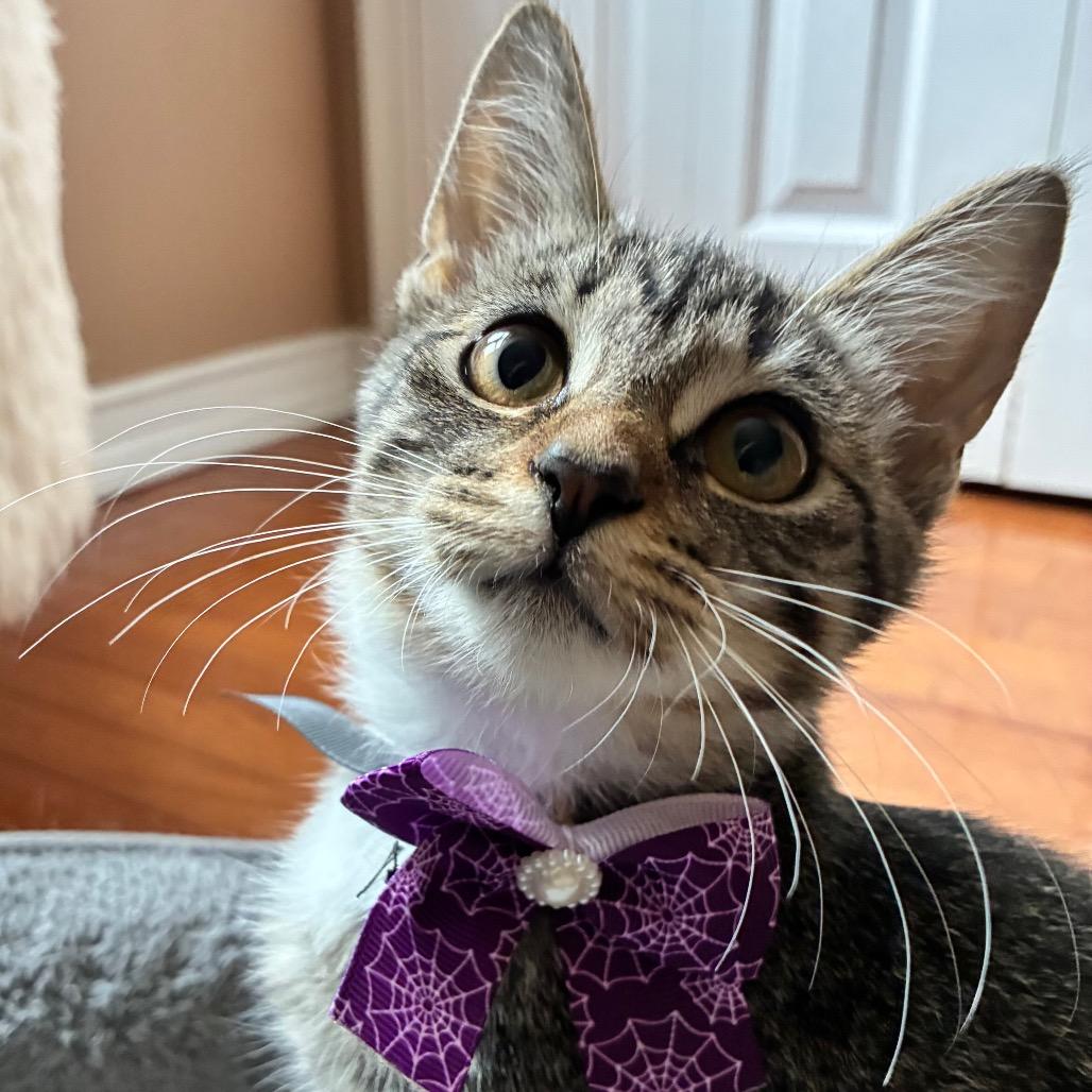 Purrlina