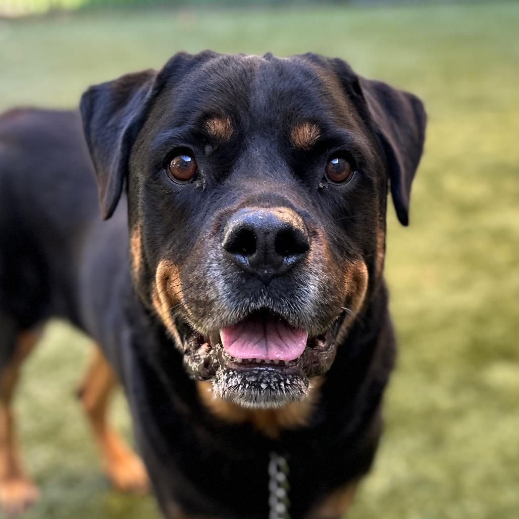 Buster - ECAS