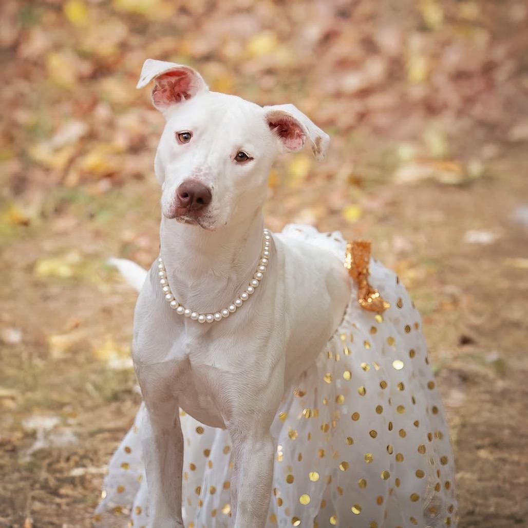 Nova (Reduced Adoption Fee)