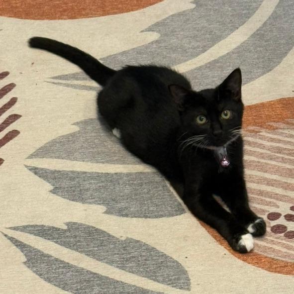 Lover (The Swifties)