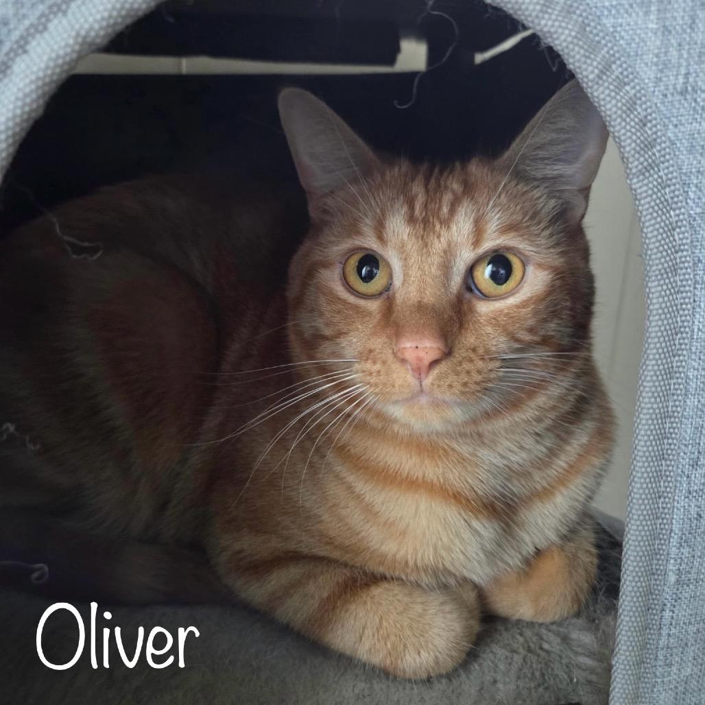 Oliver