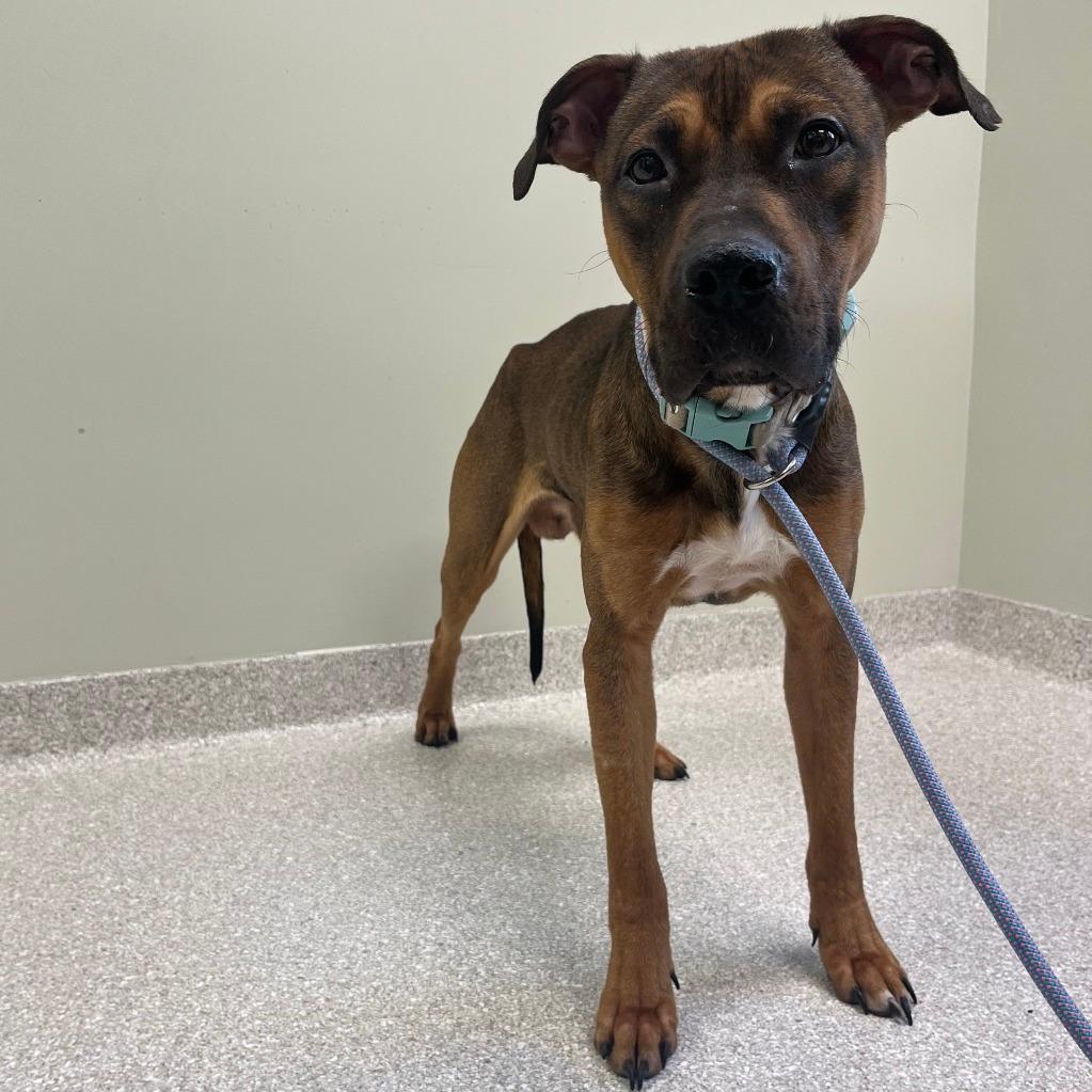 Georgie (E2609210271-06571)
