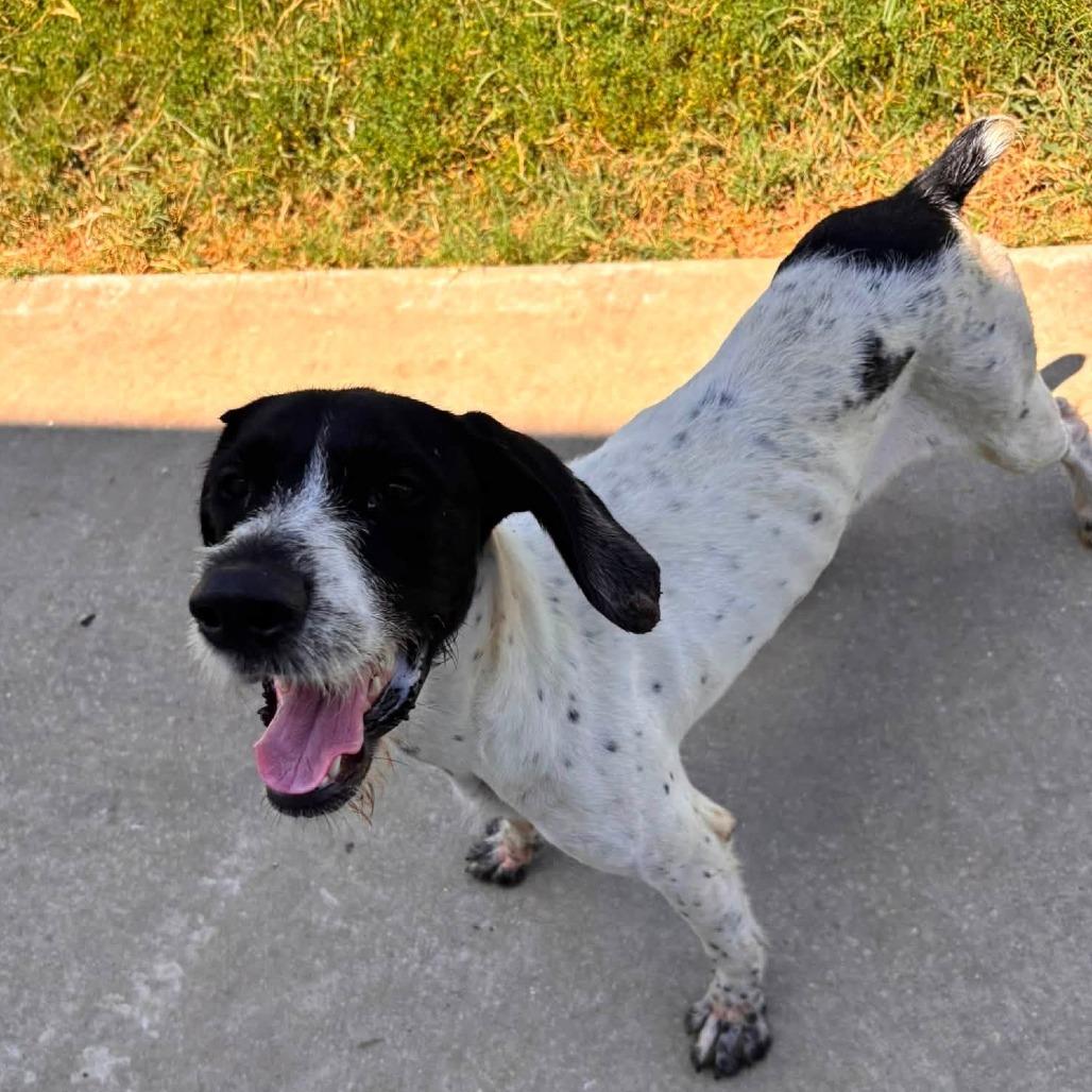 Bart (FOSTER OR ADOPT) Crystal Springs, Mississippi)