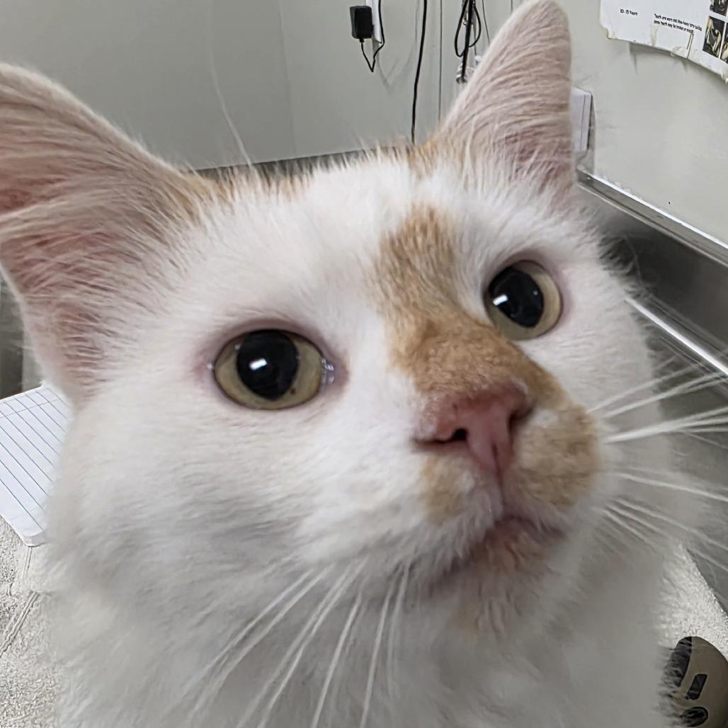 STRAY CAT "Mellow"