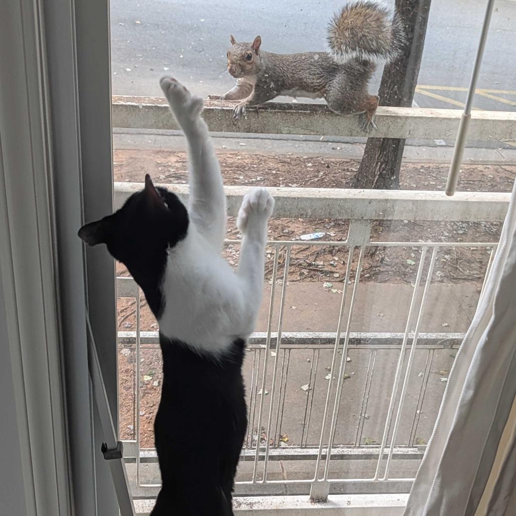 Hitch (Polydactyl!)