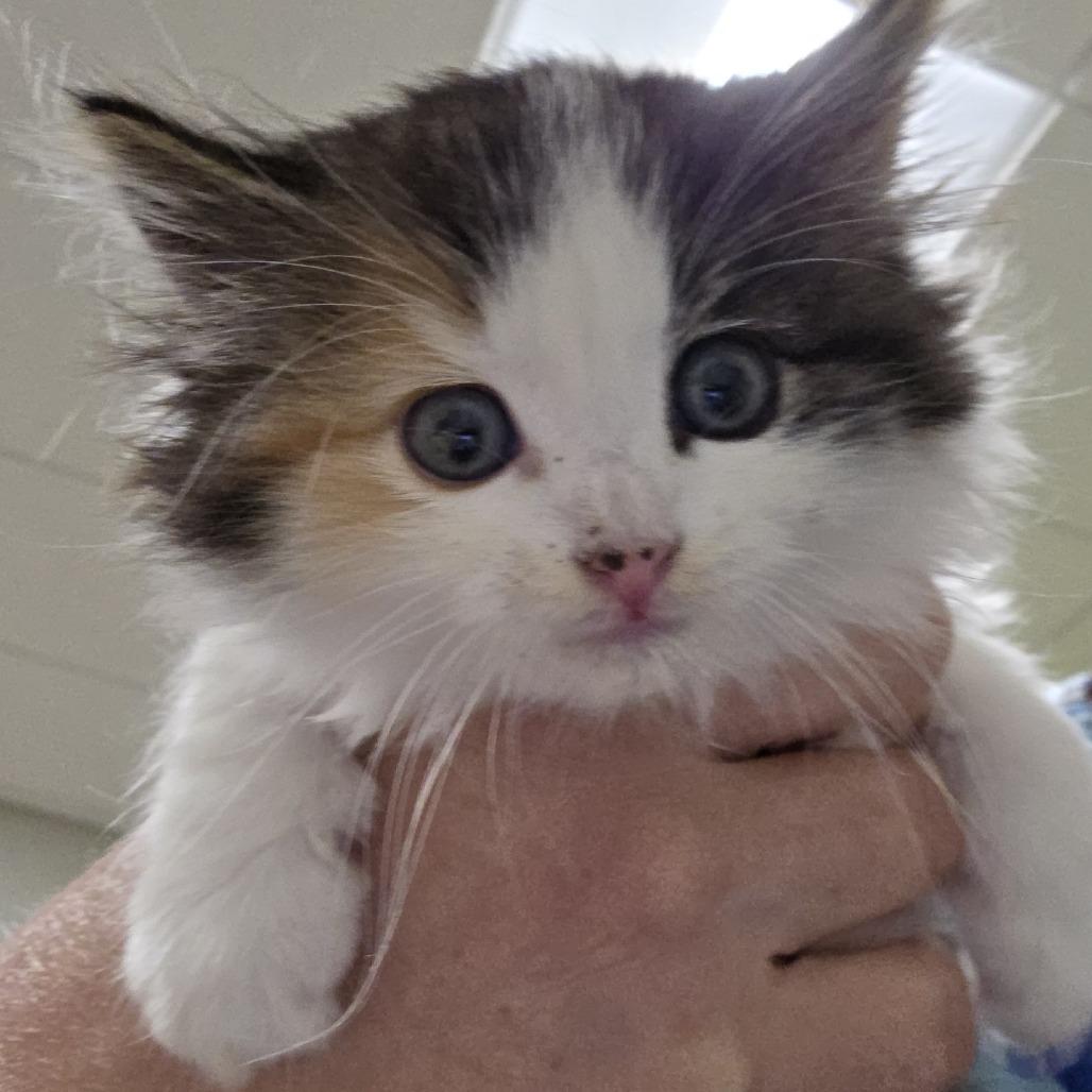 STRAY KITTEN "Merle"