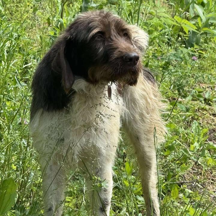 Suzie NEEDS FOSTER (Essie, Kentucky)