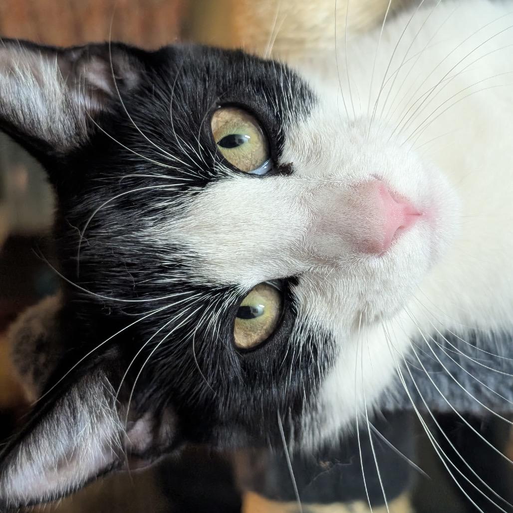 Oreo
