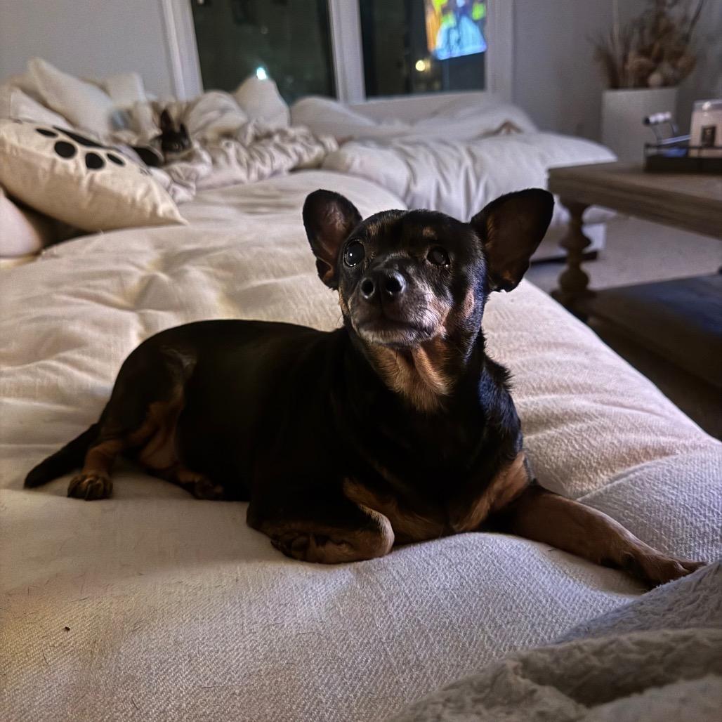 Paloma