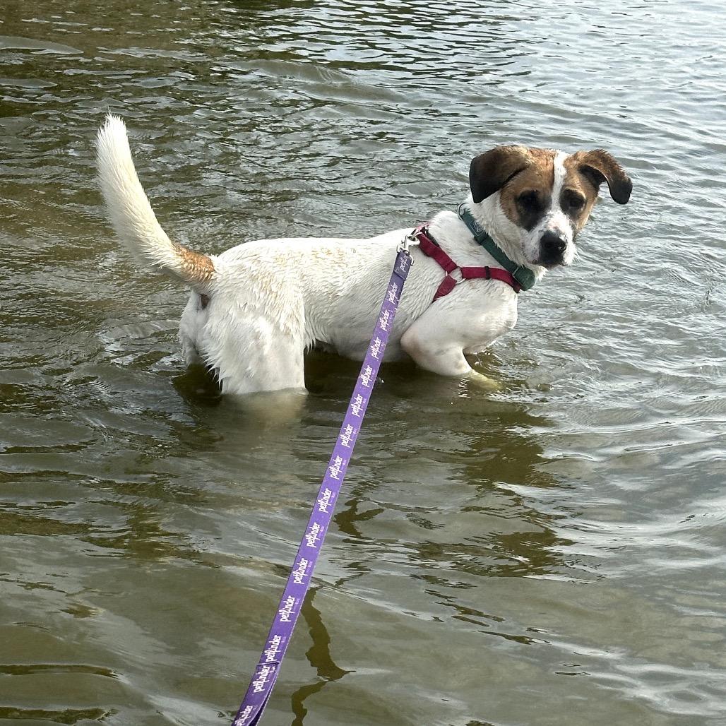 Daisy