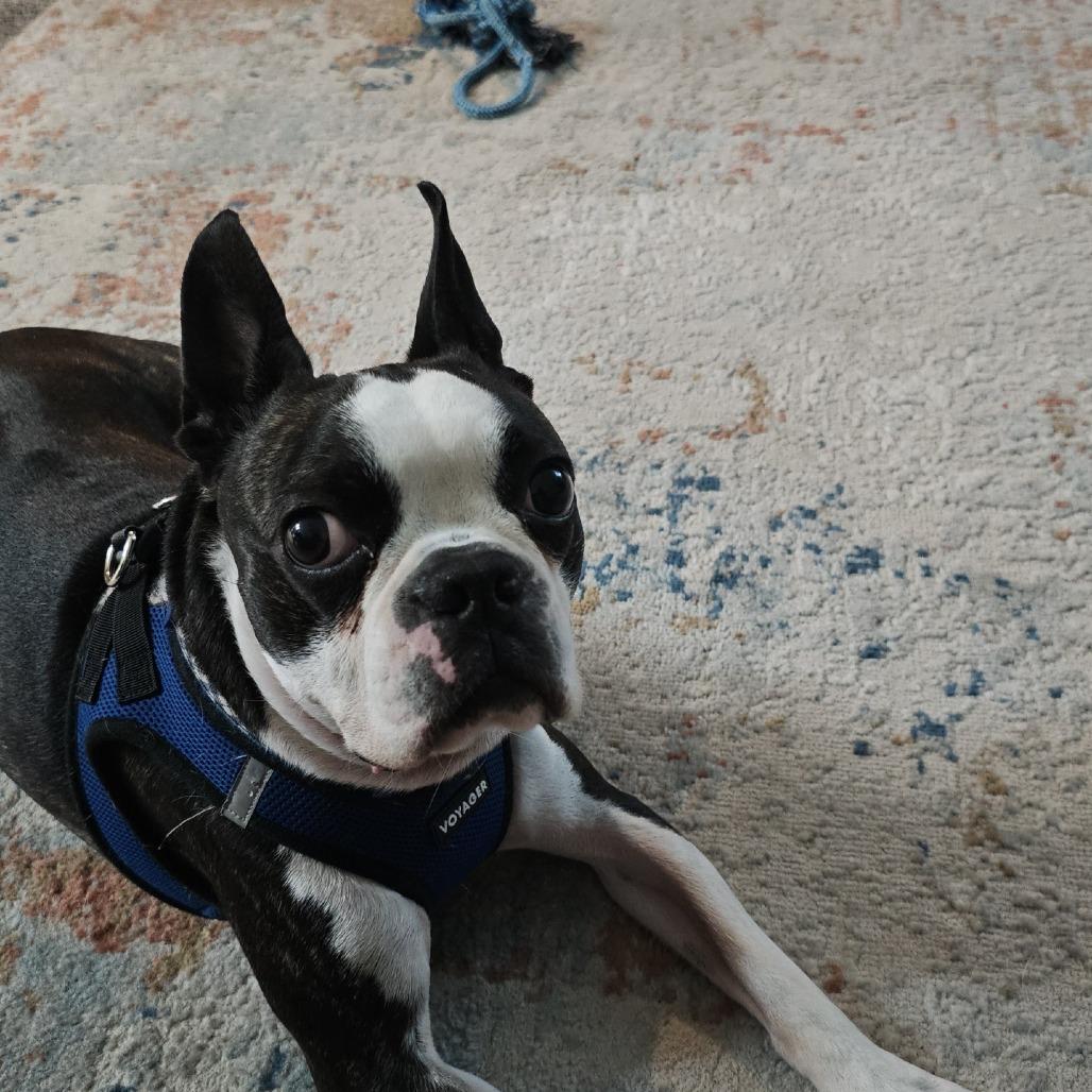 Meatball