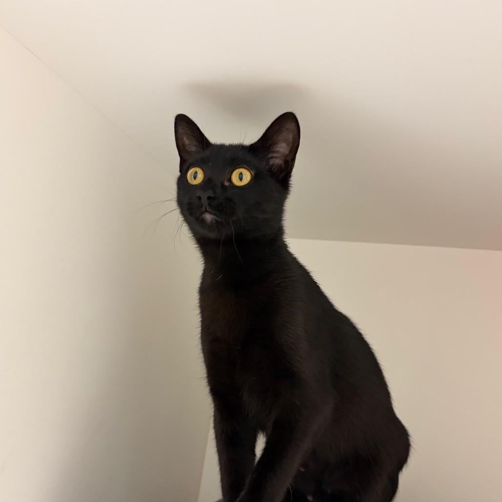 Onyx