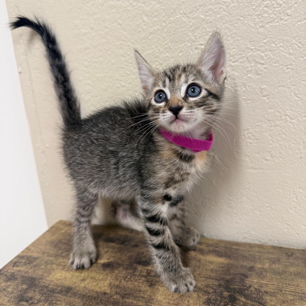 Patsy (Pink)