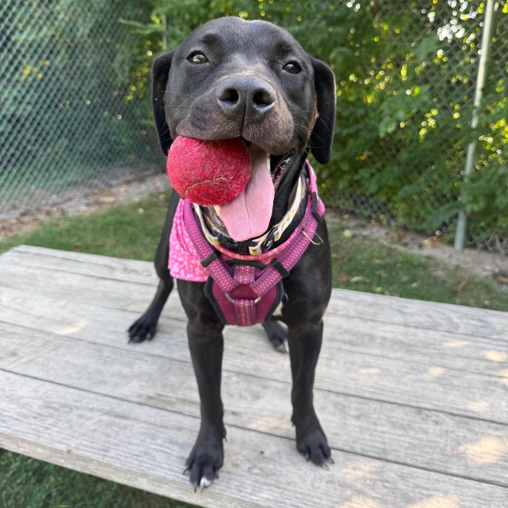 Ophelia(Opie)