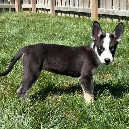 Cinco (pup)
