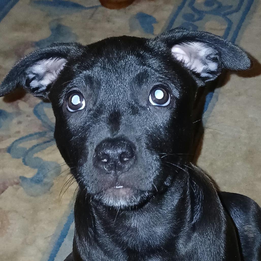 Xena 