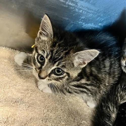 Pancake-Spirit Kitten 