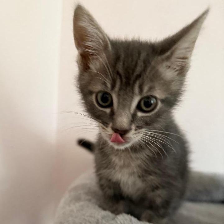Leo