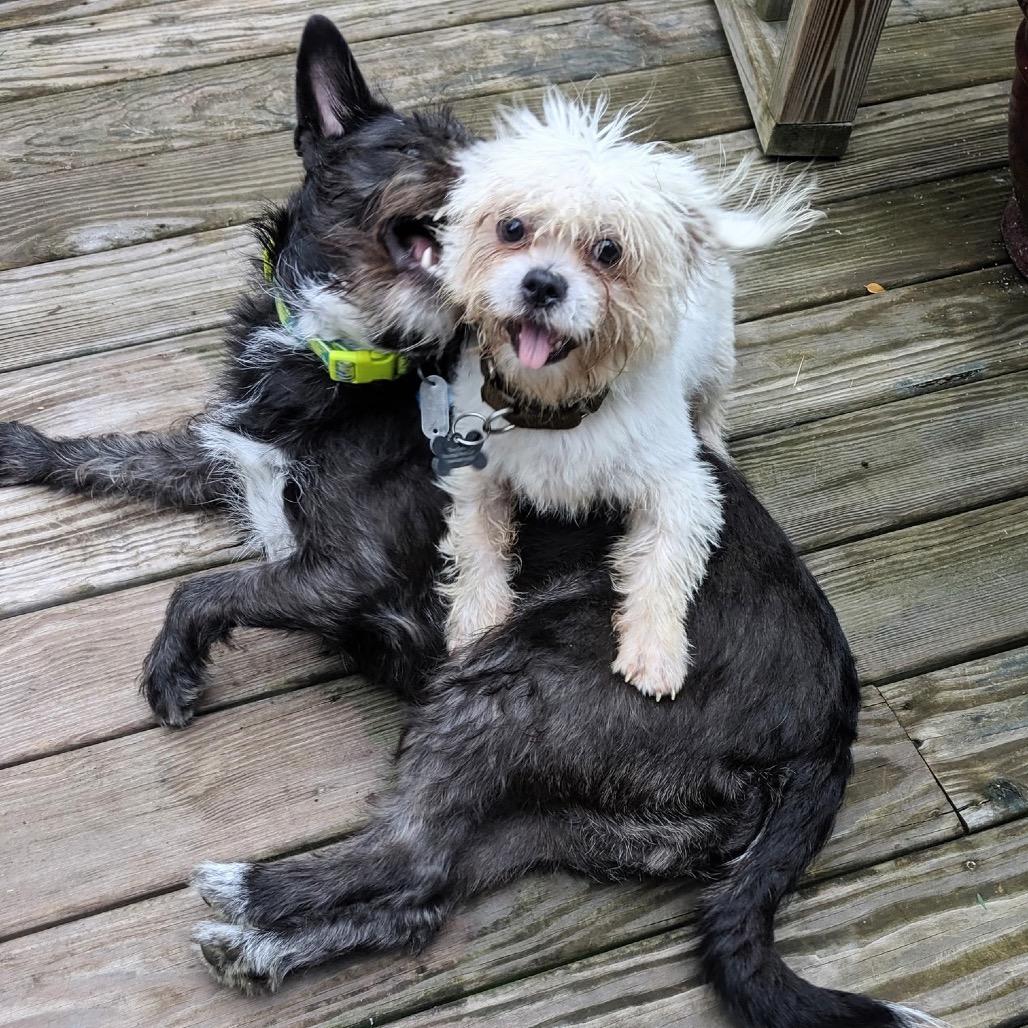 NY Yeti (Foster in Pawling)