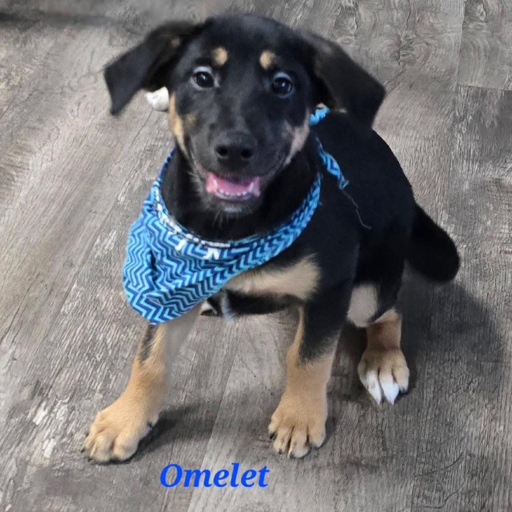 Omelet
