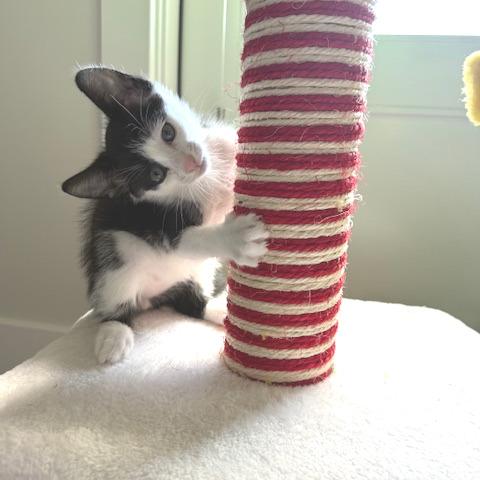Biscuit