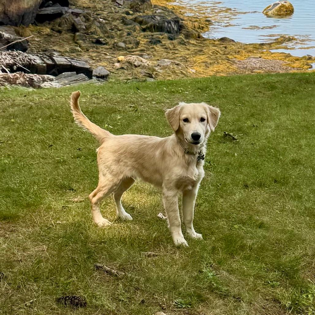 Murphy (Adoption Pending)