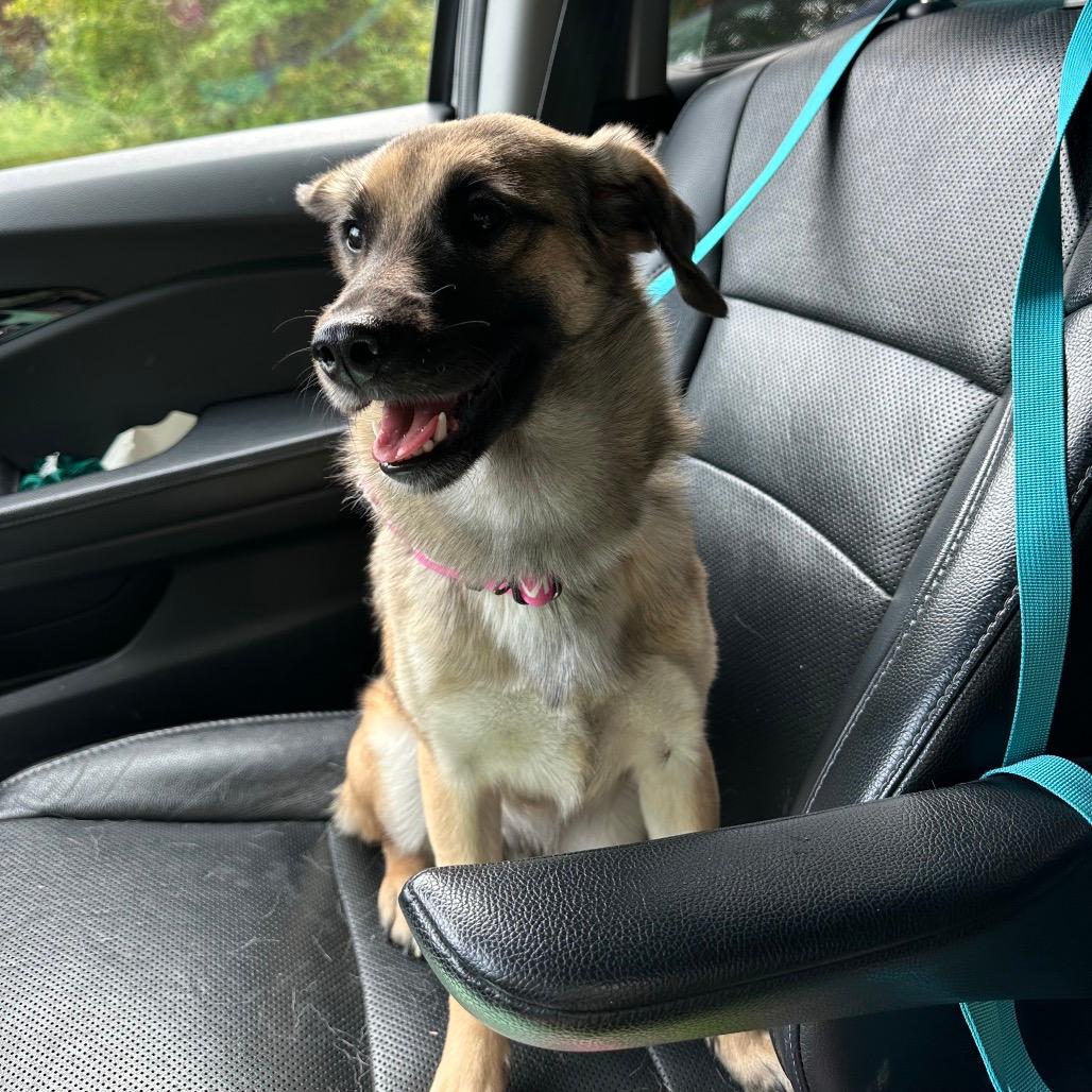 Molly, 25lbs & Full Grown!