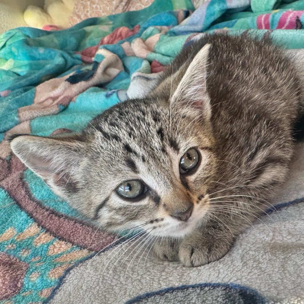 Max