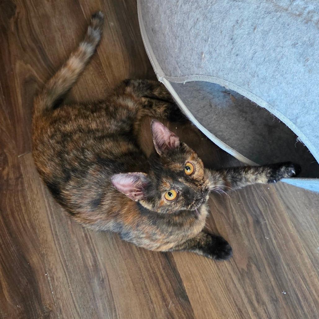 Ramona