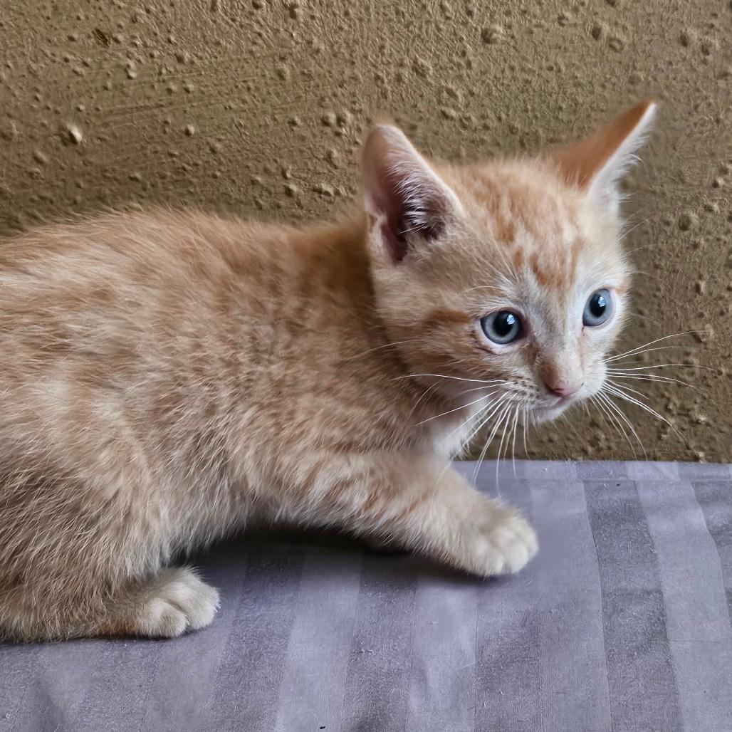 Apricot