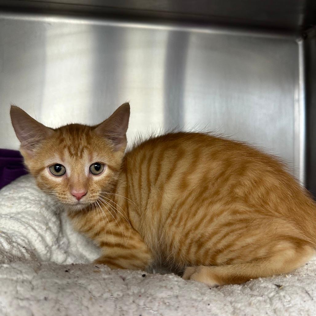 Sir Pounce (25-9349)