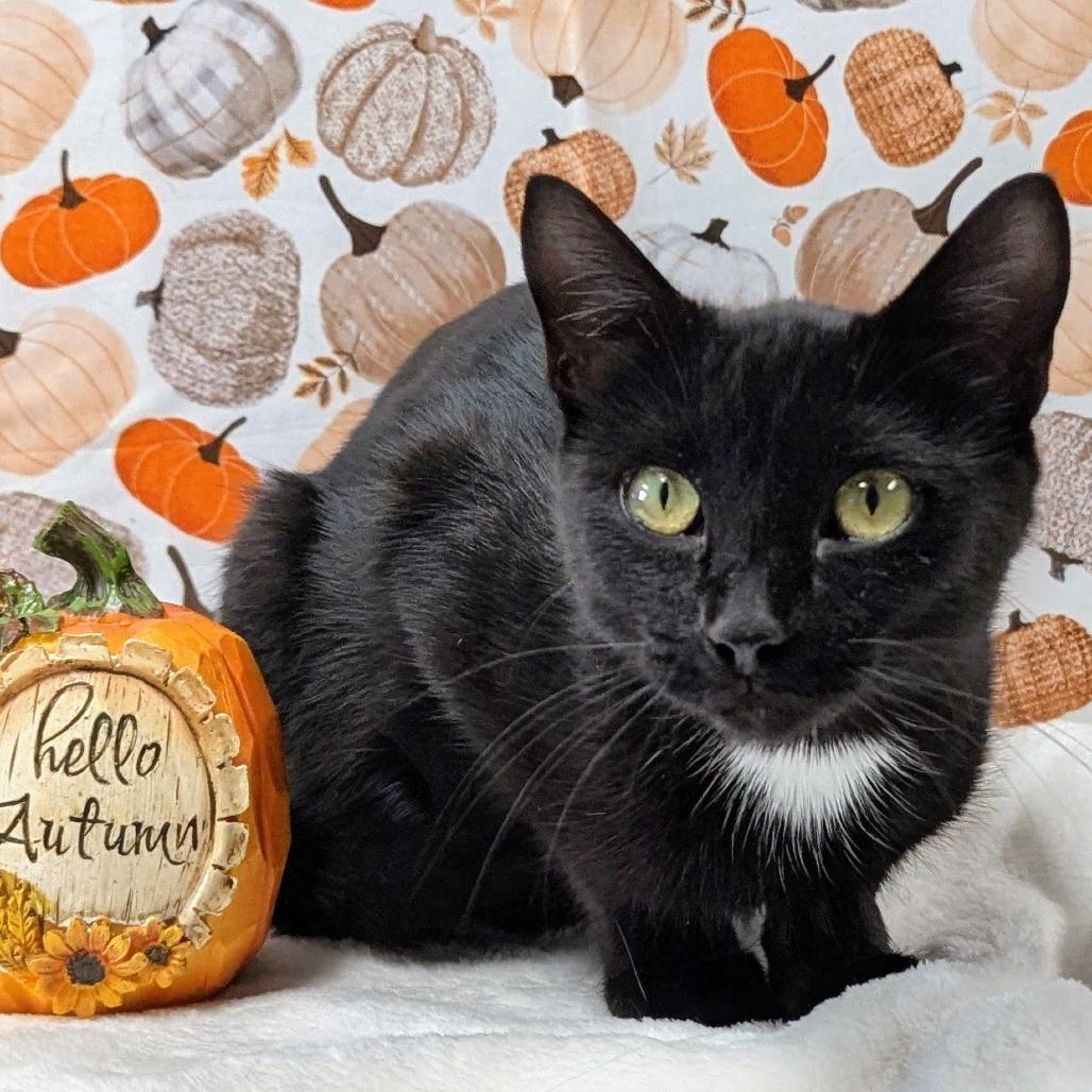 Salem