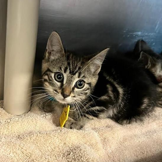 Waffles-Spirit Kitten