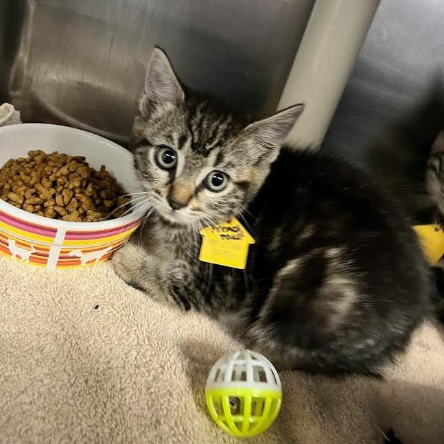 French Toast-Spirit Kitten