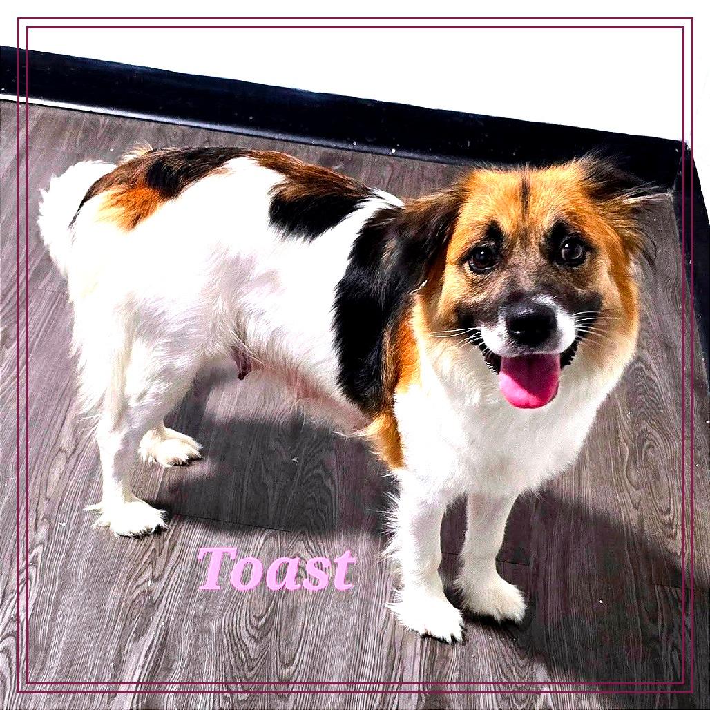 Toast