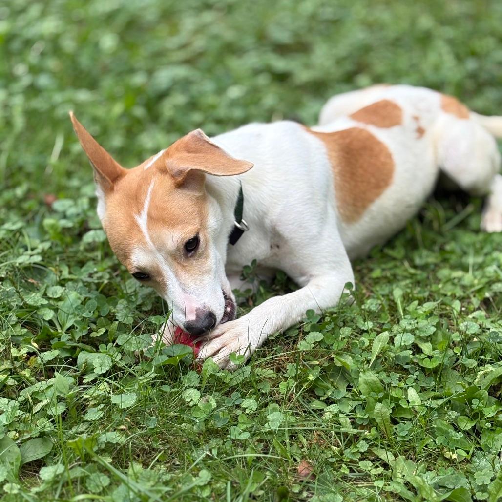 Earth (Opie)