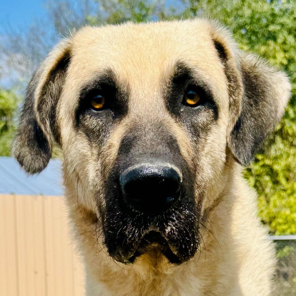 Chico