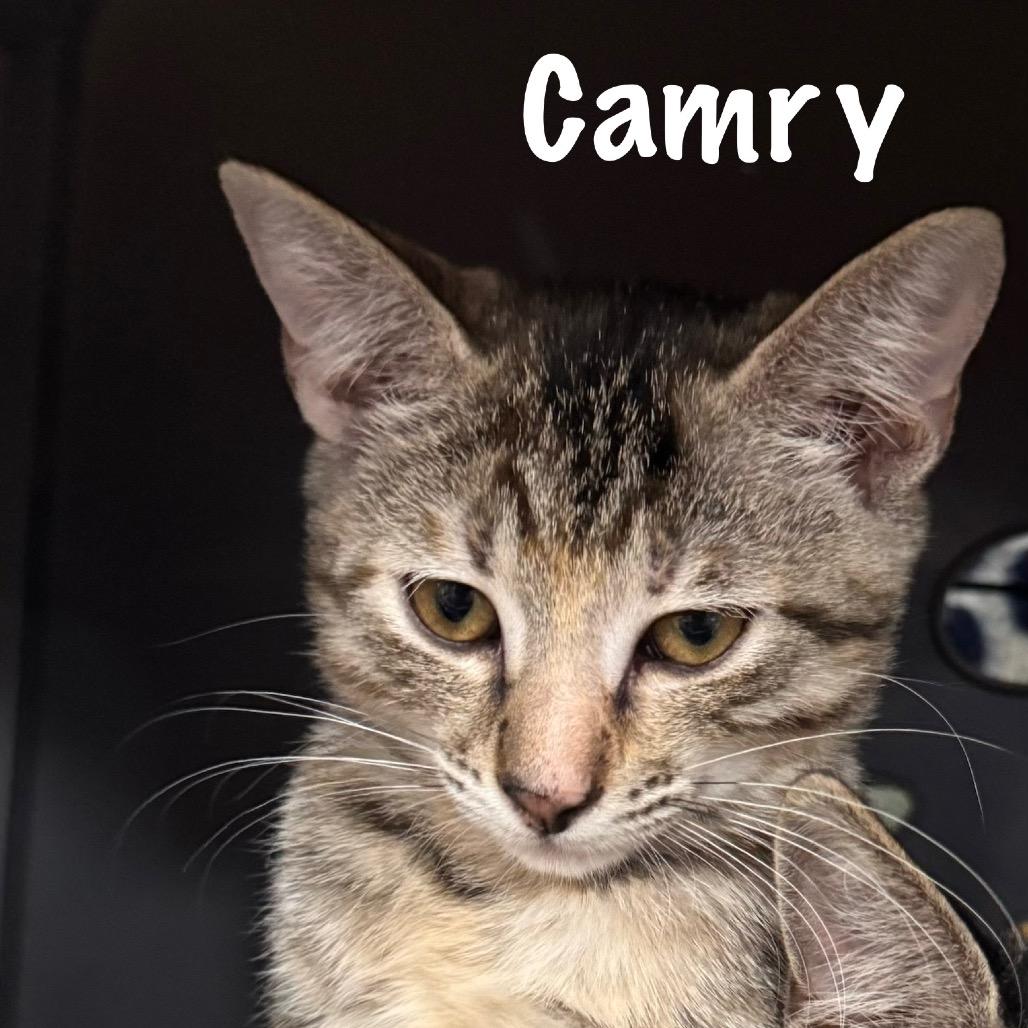 Camry